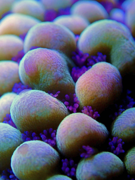 Macro ultra subacqueo su polipi di corallo montipora SPS
 - Foto, immagini