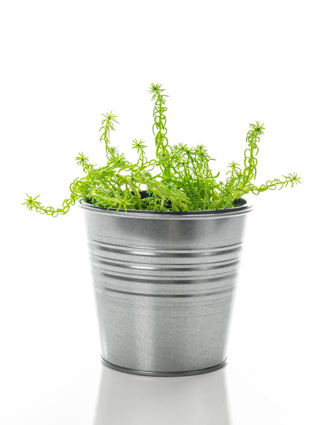 Sedum ζουμερό φυτό σε μια μεταλλική κατσαρόλα - Φωτογραφία, εικόνα