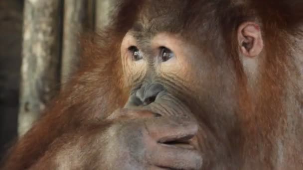 Orangutan - Záběry, video