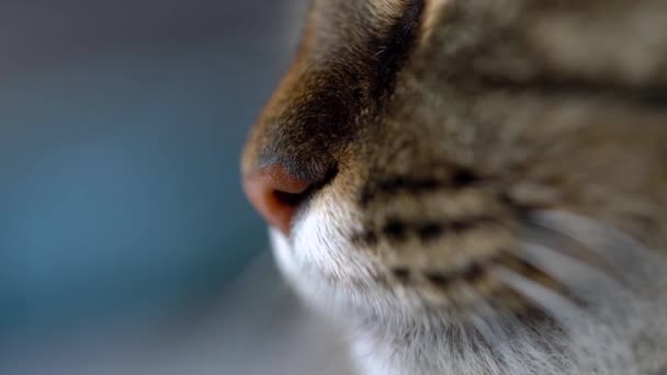 Χαριτωμένο προφίλ ρύγχος του με τιγρέ γάτα εγχώρια εσωτερικη - Πλάνα, βίντεο