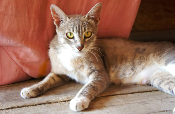 grijze kat met grote oren en gele ogen ligt uitziende dakloze roze achtergrond - Foto, afbeelding
