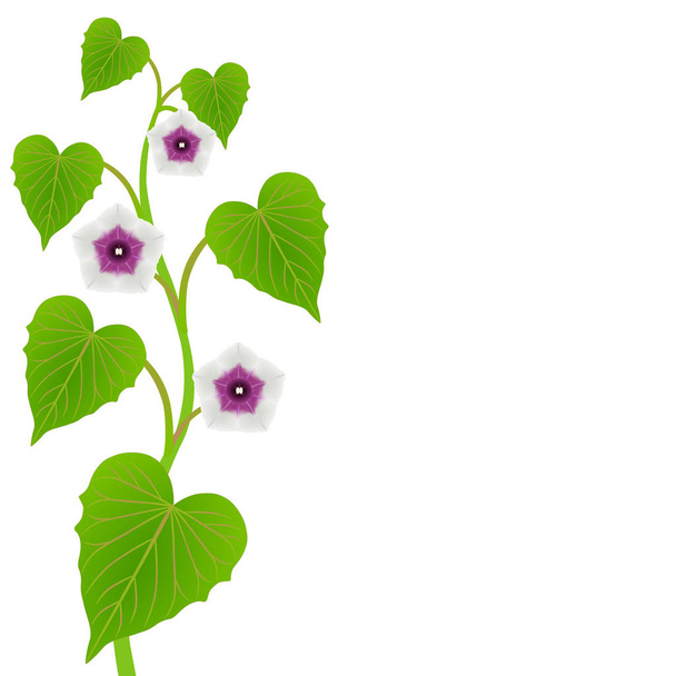 Sweet potato stalk with leaves and flowers on a white background. - Vector, Image