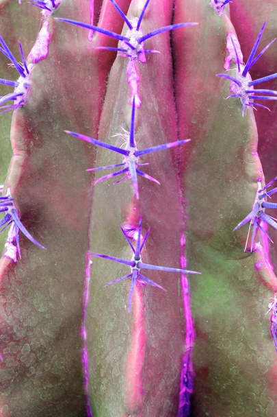 Cactus plant close up in duo  purple  blue pink gradient tone in - 写真・画像