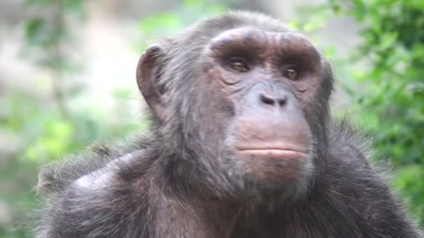 Chimpanzee in captivity - Filmagem, Vídeo