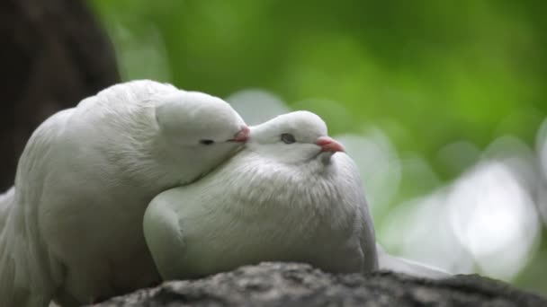 miłość i gołębie - Materiał filmowy, wideo