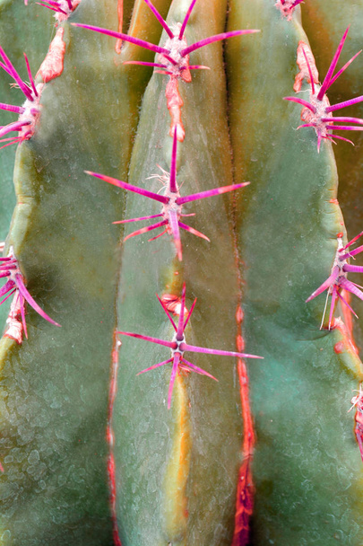 Cactus fashion design in zine culture color. Close up minimal st - Valokuva, kuva