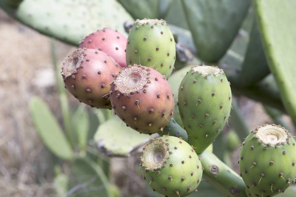 Prickly Pear Cactus fruits. Opuntia ficus-indica - Photo, Image