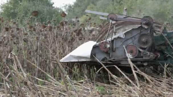Combine harvesting dry sunflower. Old agricultural harvester cuts the sunflower - Séquence, vidéo