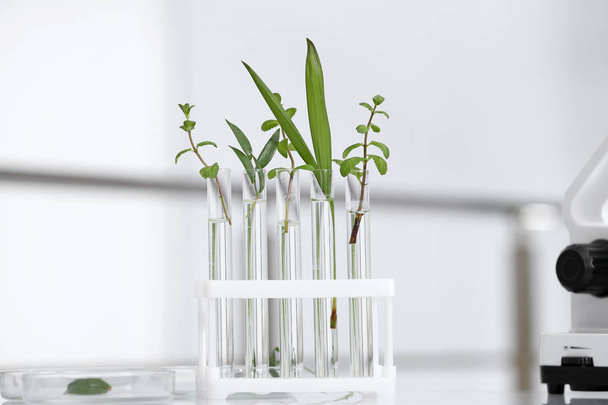 Laboratóriumi üvegeszközök különböző növények asztalra homályos háttérrel. Kémiai kutatás - Fotó, kép