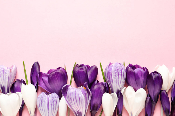 Flat lay composition with spring crocus flowers on color background, space for text - Foto, Bild