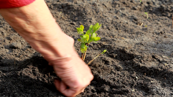 handen planten van een boom - Video