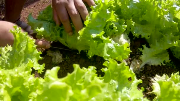 cultivation and harvesting of lettuce irrigation - Footage, Video