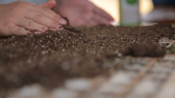 hlávkový salát osivo cultive ruku farma - Záběry, video