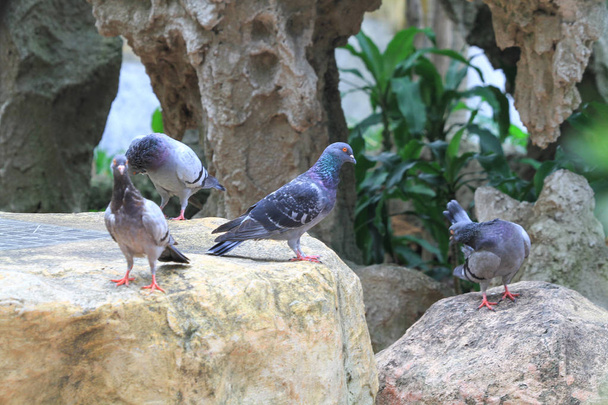 il piccione isolato sullo sfondo della natura hk
 - Foto, immagini