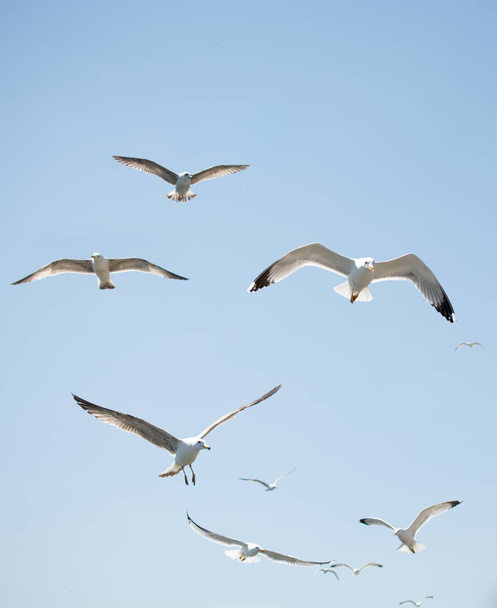 Flock of seagulls skying  in the sky - Photo, Image