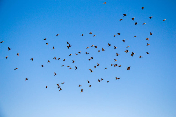 Стая птиц летит в небе
 - Фото, изображение