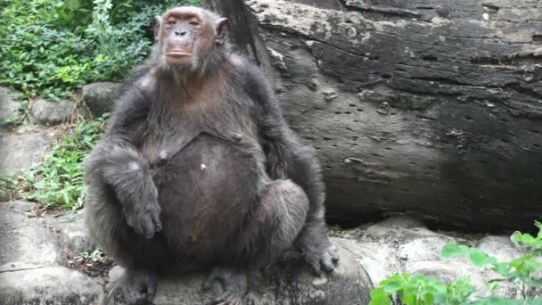 Chimpanzee in captivity - Footage, Video