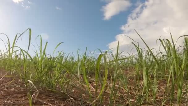 Caña de azúcar plantación puesta del sol - Metraje, vídeo