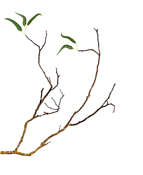 Primer plano de la rama seca
  - Foto, Imagen