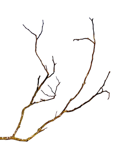Primer plano de la rama seca
  - Foto, imagen