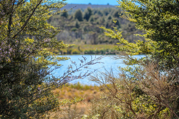 Озеро омели в Саусленд Південного острова, Нова Зеландія - Фото, зображення