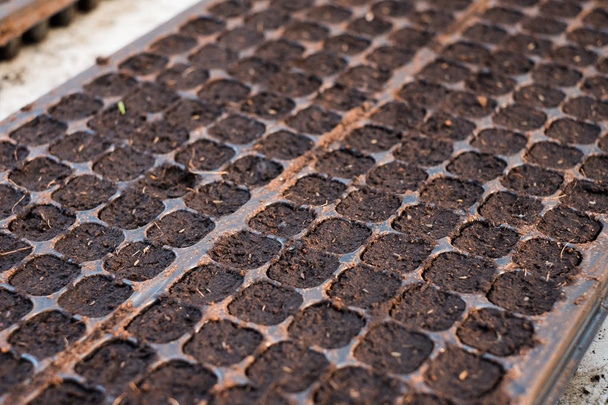Preparing soil into a black tray for planting seeding - Photo, Image