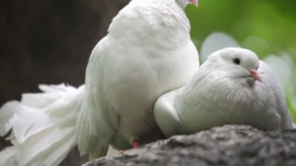 Love and pigeons - Filmagem, Vídeo