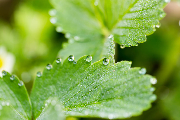 drops of dew on a green leaf strawberries. macro - Foto, Imagem