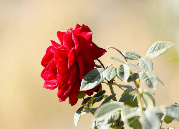 beautiful red rose in nature - 写真・画像