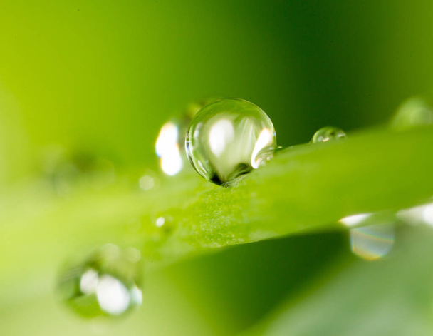 drops of dew on the grass. macro - Φωτογραφία, εικόνα