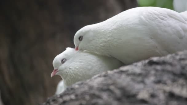 Love and pigeons - Video, Çekim