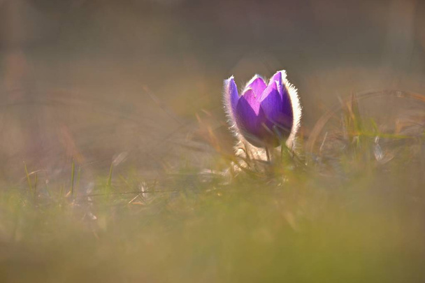 Jarní květina. Příroda - louka a západ slunce. Sezónní koncept pro jaro. Krásně kvetoucí Koniklec a slunce s přírodním barevném pozadí. (Pulsatilla grandis) - Fotografie, Obrázek