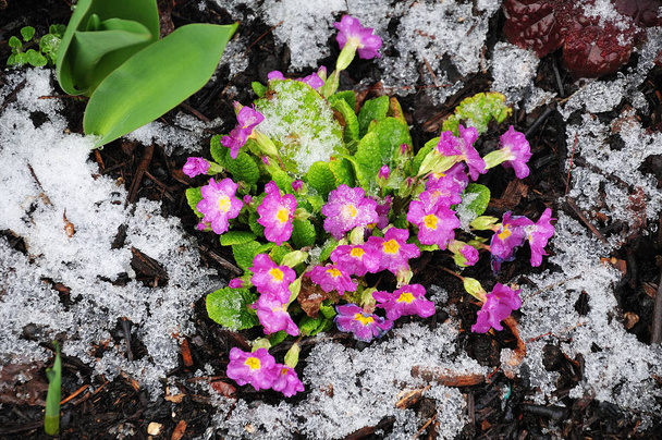 snow on primroses on cold day in early spring - Photo, Image