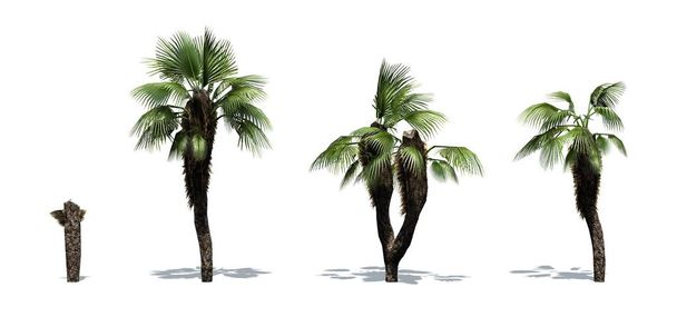 Set di palme cinesi con ombra sul pavimento isolato su sfondo bianco
 - Foto, immagini