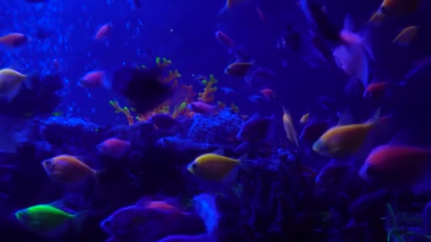 Aquário colorido, belos peixes nadando em corais oceânicos. Peixes exóticos em um Aquário. Filmagem 4K
 - Filmagem, Vídeo