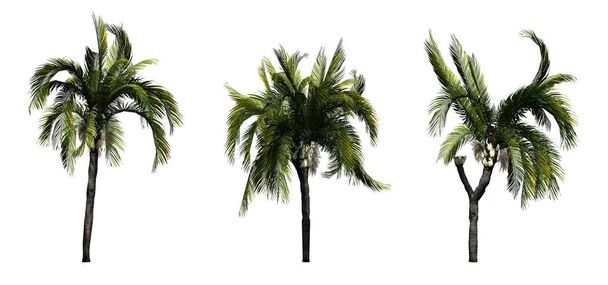 Набір королівських пальмових дерев ізольовано на білому тлі
 - Фото, зображення