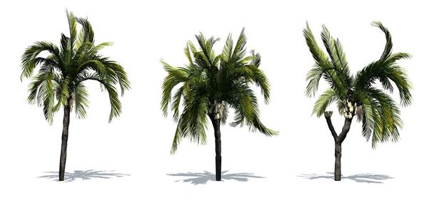 Conjunto de palmeras reina con sombra en el suelo - aisladas sobre fondo blanco
 - Foto, Imagen