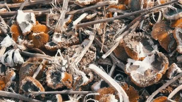 A betakarított napraforgó-termés, a feldolgozott napraforgó maradványa a mezőgazdasági kombinátot követően a földön fekszik - Felvétel, videó