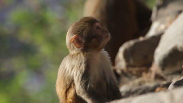 Monkeys - Кадры, видео