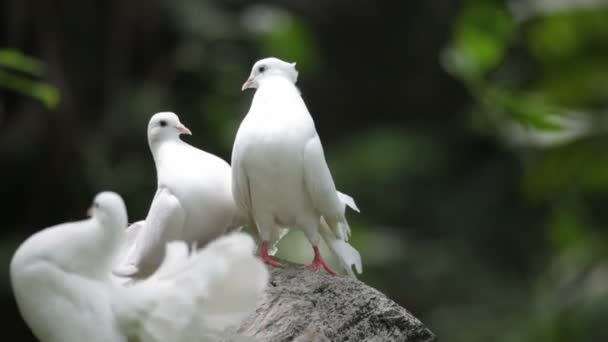 Love and pigeons - Záběry, video