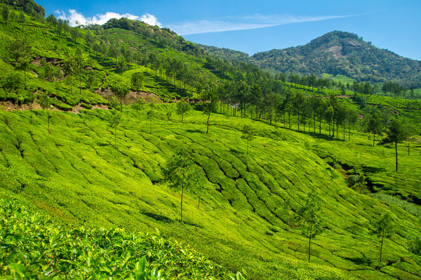 Beautiful fresh green tea plantation in Munnar, Kerala, India - Photo, Image
