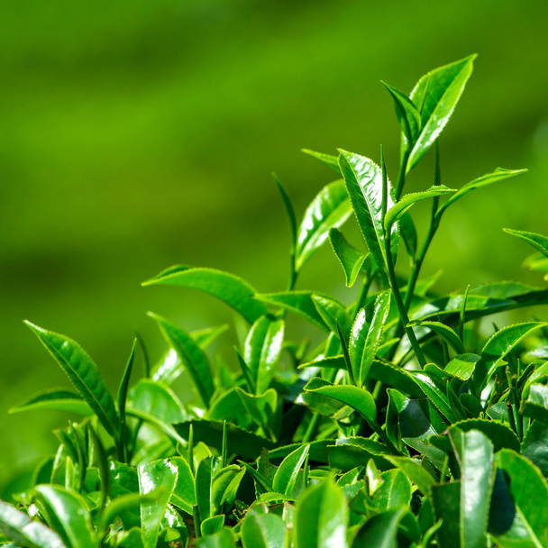 Fresh tea leaves closeup - Фото, изображение
