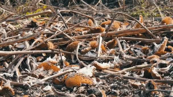 A betakarított napraforgó-termés, a feldolgozott napraforgó maradványa a mezőgazdasági kombinátot követően a földön fekszik - Felvétel, videó