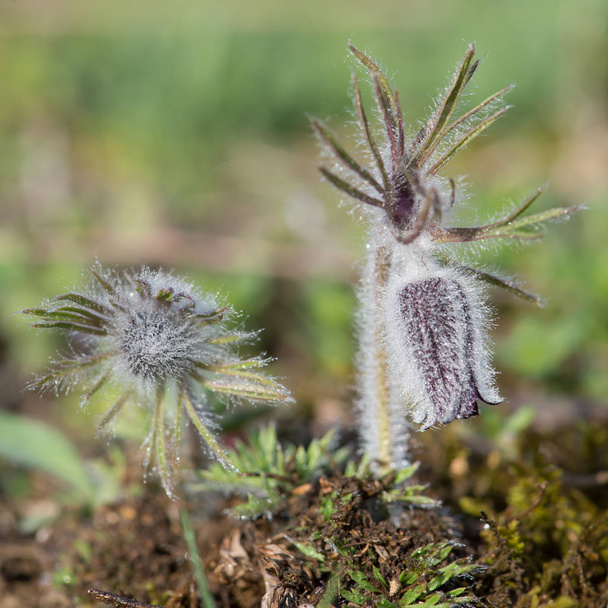 pulsatilla pratensis (kleine Passionsblume) ist eine Art der Gattung pulsatilla, die in Mittel- und Osteuropa, von Südostnorwegen und Westdänemark bis nach Bulgarien beheimatet ist. Sie wächst vom nahen Meeresspiegel im Norden des Gebirges bis zu - Foto, Bild