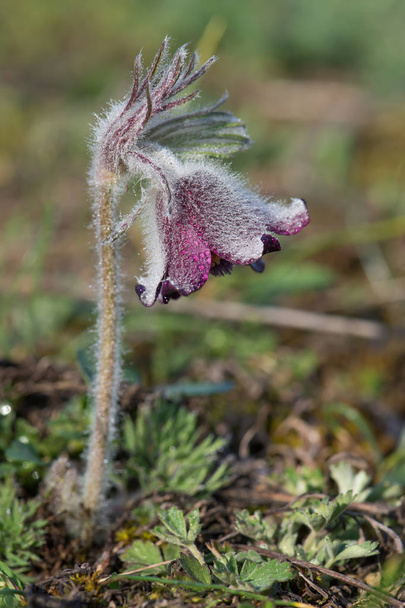 Pulsatilla pratensis (kleine Pulsatilla bloem) is een kikker uit het geslacht Pulsatilla, inheems in Centraal en Oost-Europa, vanuit Zuidoost-Noorwegen en westerse Denemarken zuiden en oosten tot Bulgarije. Het groeit van in de omgeving van zeeniveau in het noorden van het bereik, tot - Foto, afbeelding