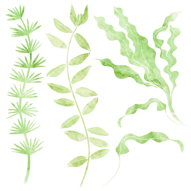 Marine algae. Watercolor  illustration,  isolated elements. - Fotó, kép