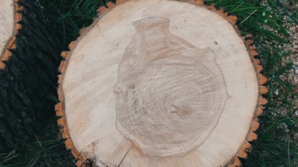 Doorsnede van de boom. Ongebruikelijk patroon op de snede van een boom in de vorm van menselijk hart of een vaas - Video