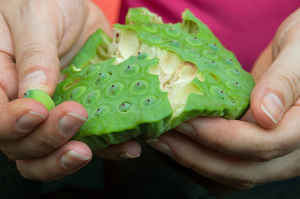 эскулапные семена лотоса
 - Фото, изображение