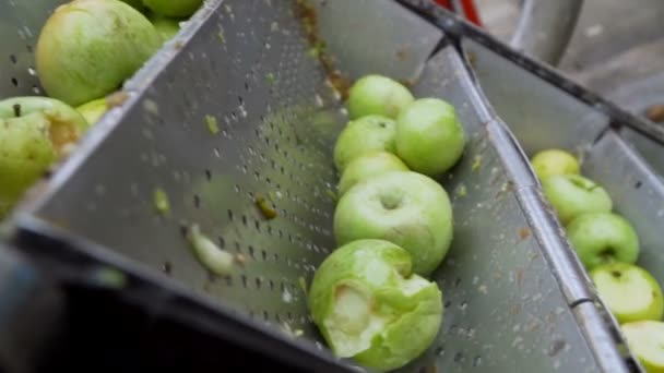 Sortieren von Äpfeln auf einem Band, Zubereitung von Apfelsaft - Filmmaterial, Video