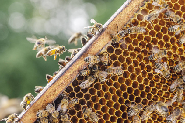 Hardworking bees on honeycomb in apiary - Φωτογραφία, εικόνα